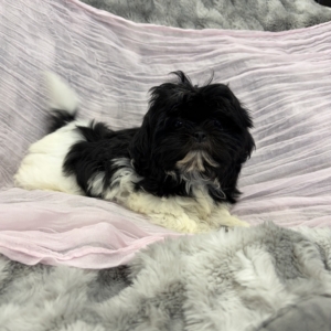 puppies for sale in boca raton