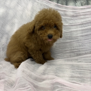 puppies for sale in boca raton