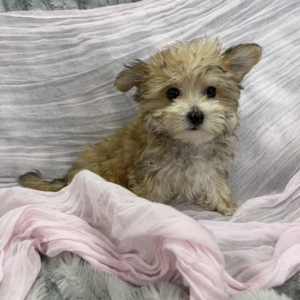 puppies for sale in boca raton