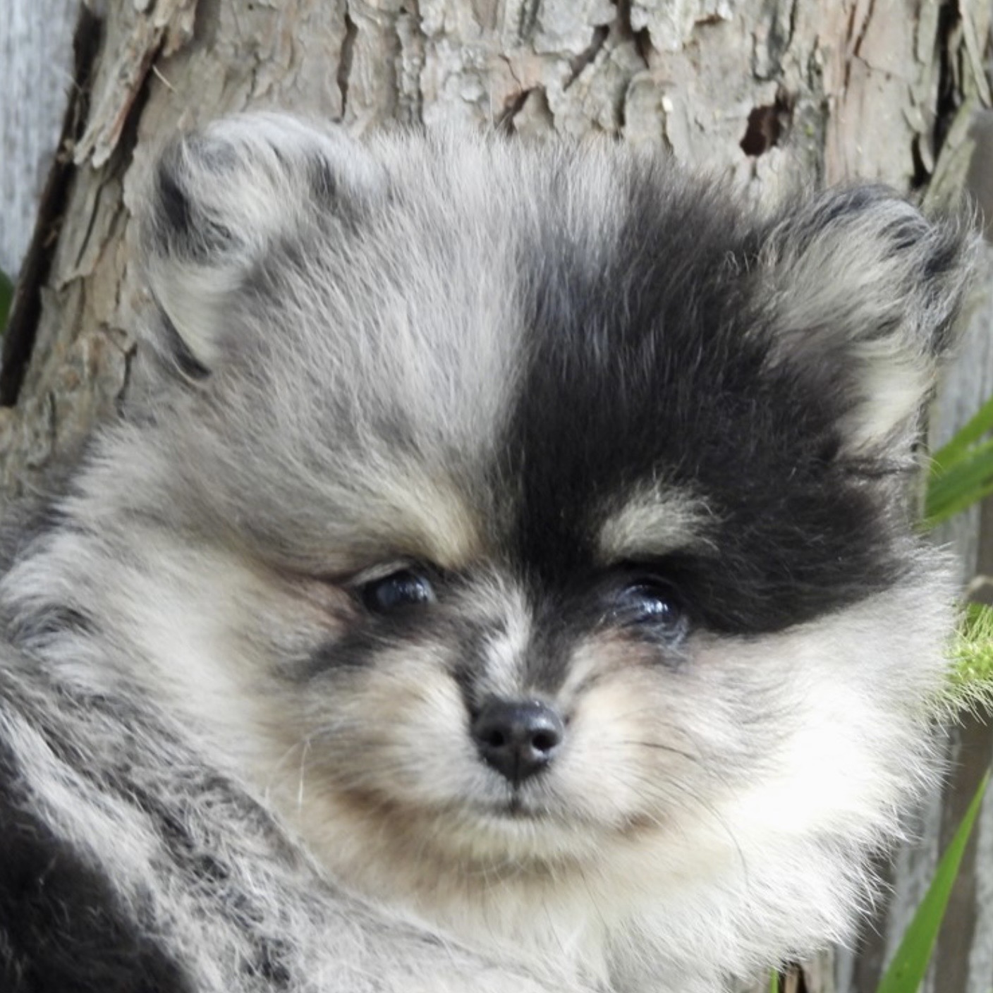Screenshot Boss (Pomeranian) Still With Mommy - Image 2