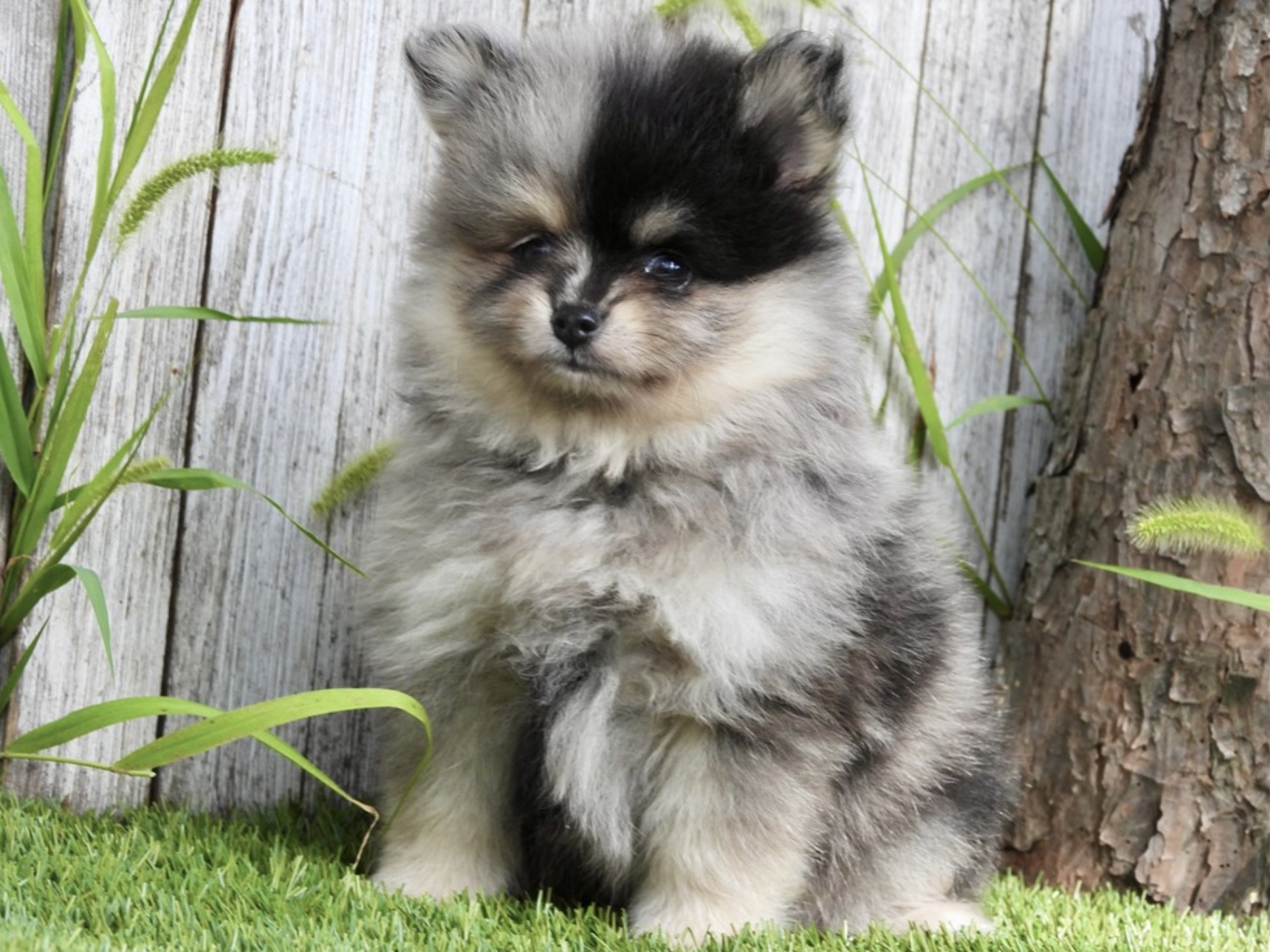 Screenshot Boss (Pomeranian) Still With Mommy - Image 3