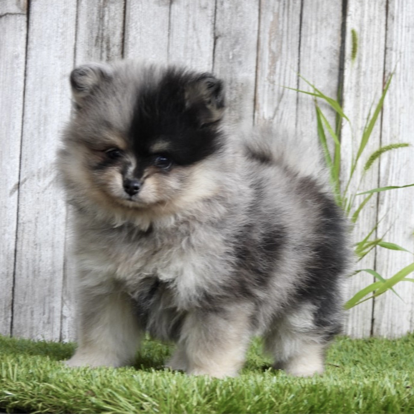Screenshot Boss (Pomeranian) Still With Mommy - Image 4
