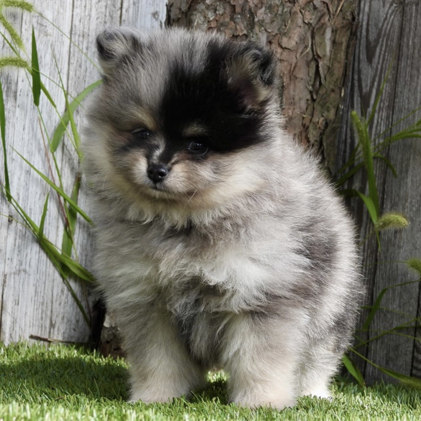 Screenshot Boss (Pomeranian) Still With Mommy - Image 5
