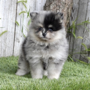 puppies for sale in boca raton