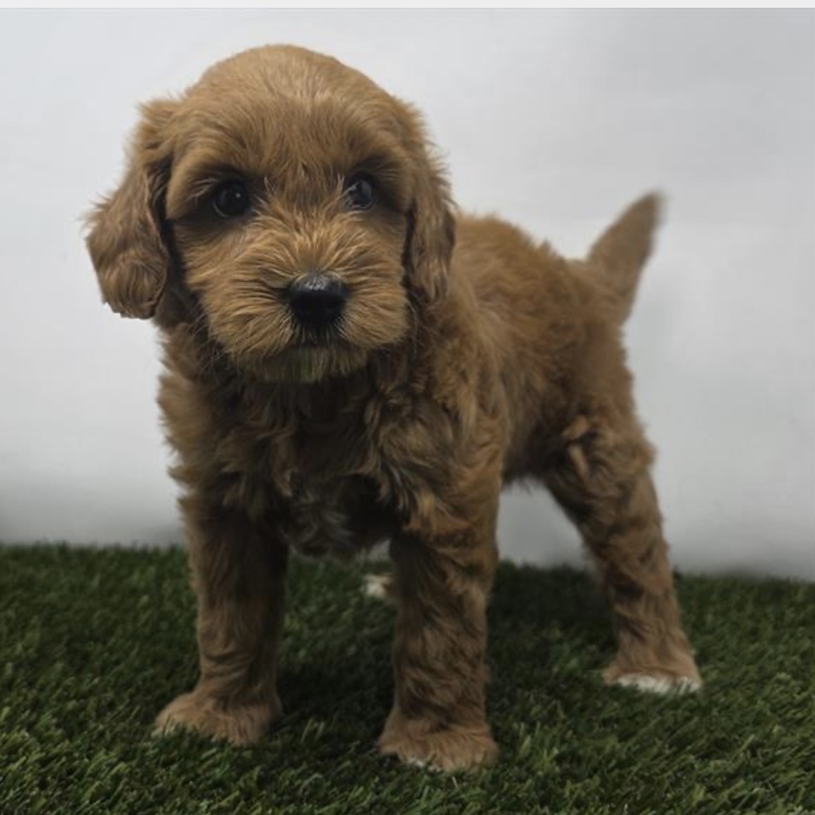 Screenshot Lacey (Mini Goldendoodle) Still With Mommy - Image 2